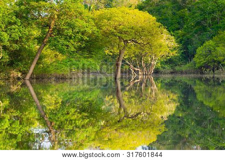 Panorama From Amazon Rainforest, Brazilian Wetland Region.