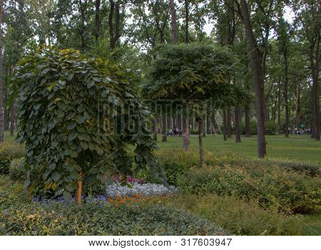 Evening Sun In The Pine Forest Background