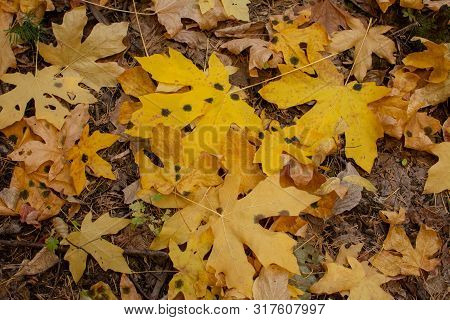 Large Copy-space With Yellow Leaves Of Big Maple Tree, Acer Macrophyllum; In The Fall On The Ground 
