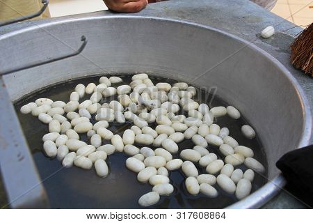 White Silkworm Cocoons Floating In Hot Water Prior To Having The Silk Thread Taken Off In A Kibbutz 