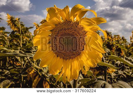 A Sunflower In A Field Surrounded By Sunflowers. Toned Photo Of A Sunflower In The Field