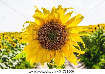 Sunflower Close-up With Blurred Background. Sunflower Is The Flower Of Summer.