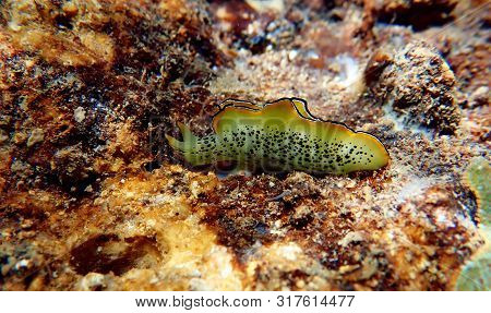 Elysia Marginata Or Elysia Ornata, Found Underwater In Mediterranean (aegean) Sea In Greece