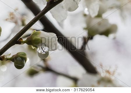 Waterdroplet Hangs Of A Branch  That Mirrors A White Blossom