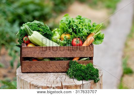 Basket Full Of Harvest Organic Vegetables And Root On Organic Bio Farm. Autumn Vegetable Harvest