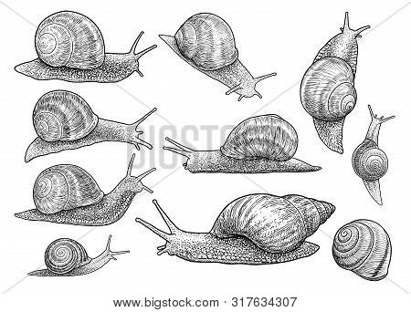 Garden Snail Illustration, Drawing, Engraving, Ink, Line Art, Vector