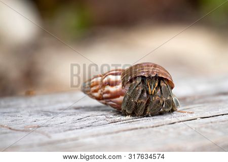 Hermit crab, Pagurus bernhardus, crawling on the sand beach .