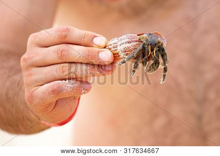 Man holding a hermit crab (Pagurus bernhardus)