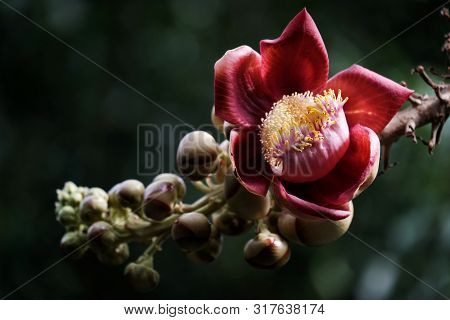 Sorrowless Flower - Sala Flower. Taken At Ho Chi Minh City, Viet Nam