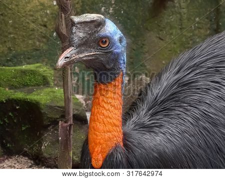 Close Up Of A Northern Cassowary In Bali