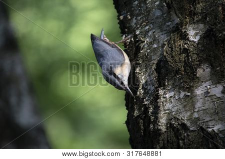 Nuthatch Extracts Food Sitting On The Tree. Birds
