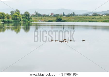 Portrait Of A Females Of Duck On The Water River