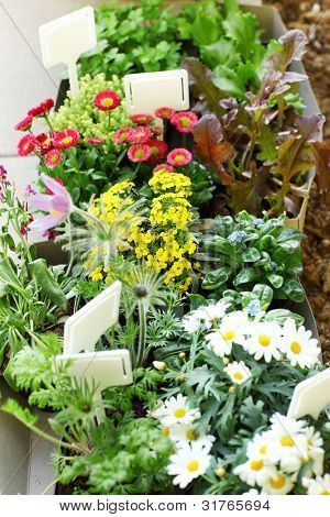 viele dekorative Blumen und Gemüse bereit, zum Anpflanzen bestimmt