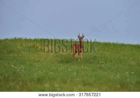 Portrait Of Roe Deer´s Head On The Meadow In Rut