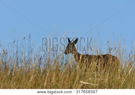 Roe Deer Walking On The Meadow With Green Grass