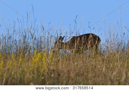 Roe Deer Walking On The Meadow With Green Grass