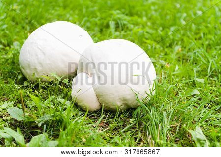 Giant White Puffball - Mushroom On Grass