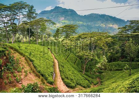 Tea Plantations In The Mountains Sri Lanka. Beautiful Landscape Of Nature Nuwara Eliya