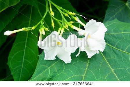 Beautiful Flower, Lovely White Common Gardenias Or Cape Jasmine Flowers For Garden Decoration.