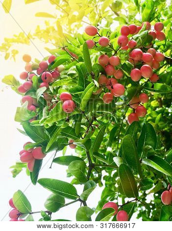 Fresh Fruits,  Ripe And Delicious Karanda Carissa Carandas L Fruits With Green Leaf On Plant.