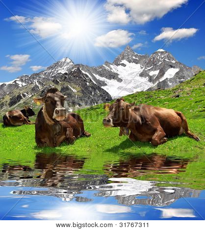 Kuh liegend in der meadow.in den Hintergrund der Ober Gabelhorn Schweizer Alpen