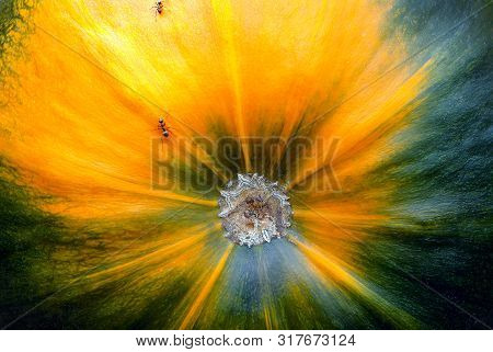 Multicolor Natural Background. Pumpkin Texture Background. Ants On A Colorful Background. Microcosm 