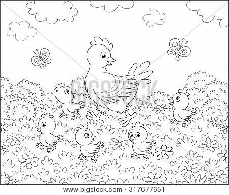 Hen With Little Chicks Walking On Grass Among Flowers On A Summer Meadow On A Sunny Day, Black And W
