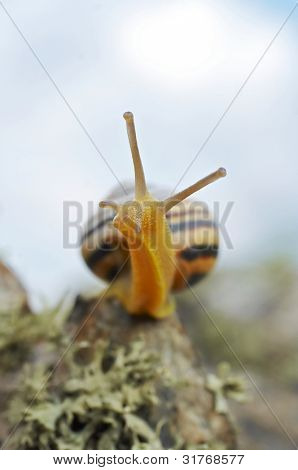 Caracol