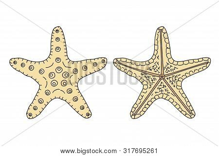 Vector Sea Beach Object Clip Art. Dry Starfish