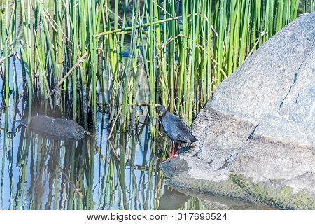 A Black Crake, Amaurornis Flavirostra, Next To A Pond With Reeds