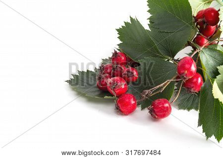 Hawthorn Berries With Leaves On White Background