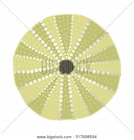 Vector Sea Beach Object Clip Art. Dry Seaurchin
