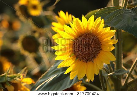 Sunflower Nature field Nature background Nature Sunflowers Nature flower Nature flower garden flower Nature background Nature flower Nature sunset Nature flower background flower sunrise Nature background flower Nature flower sun flower Nature background.