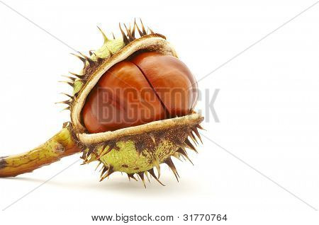 Næroptagelse af chestnut på hvid baggrund