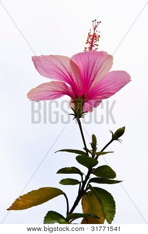 Chaba, blomsten af Thailand