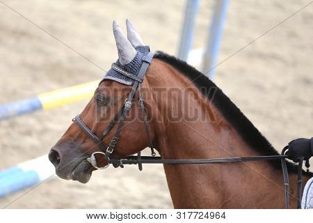 Head Shot Portrait Close Up Of A Young Horse On Show Jumping Event. Side View Head Shot Of A Beautif