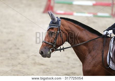 Head Shot Portrait Close Up Of A Young Horse On Show Jumping Event. Side View Head Shot Of A Beautif