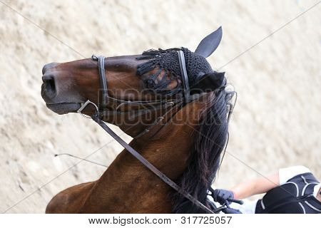 Head Shot Portrait Close Up Of A Young Horse On Show Jumping Event. Side View Head Shot Of A Beautif