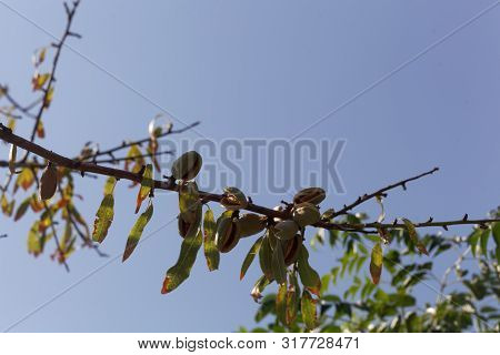 Branches Of An Almond Tree With Fruits.