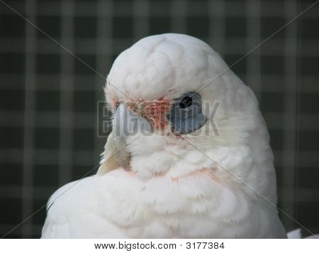 _Corellaimg