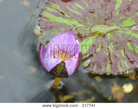 Lotus