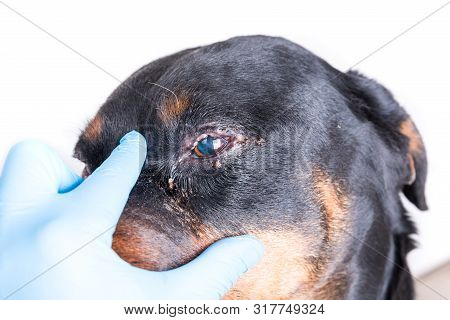 Red Swollen Inflamed Dog's Eyes During An Infection