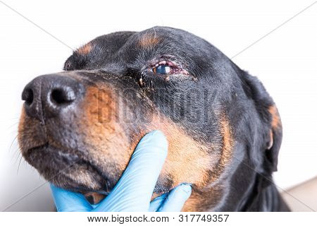 Red Swollen Inflamed Dog's Eyes During An Infection