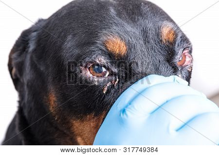 Red Swollen Inflamed Dog's Eyes During An Infection