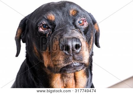 Red Swollen Inflamed Dog's Eyes During An Infection