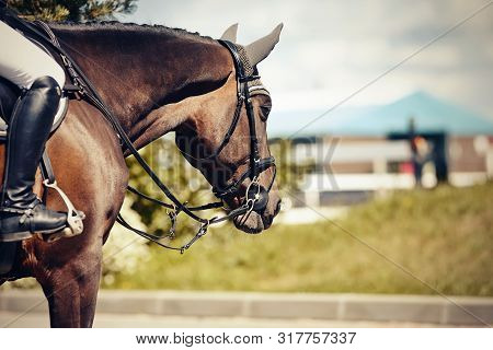 Equestrian Sport. Portrait Sports Brown Stallion In The Double Bridle.the Leg Of The Rider In The St