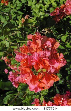 Bougainvillea spectabilis