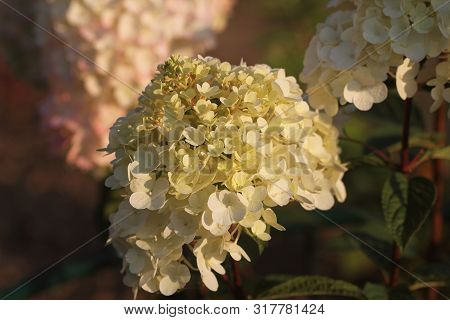 Brightening Things Up. Pink Hydrangea In Full Bloom. Blossoming Flowers In Summer Garden. Hydrangea 
