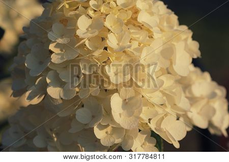 Pink Hydrangea In Full Bloom. Blossoming Flowers In Summer Garden. Hydrangea Blossom On Sunny Day. F
