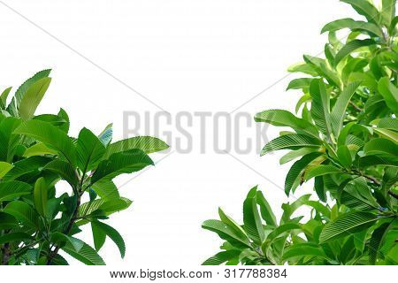 Elephant Apple Tree With Leaves Branches And Sunlight On White Isolated Background For Green Foliage